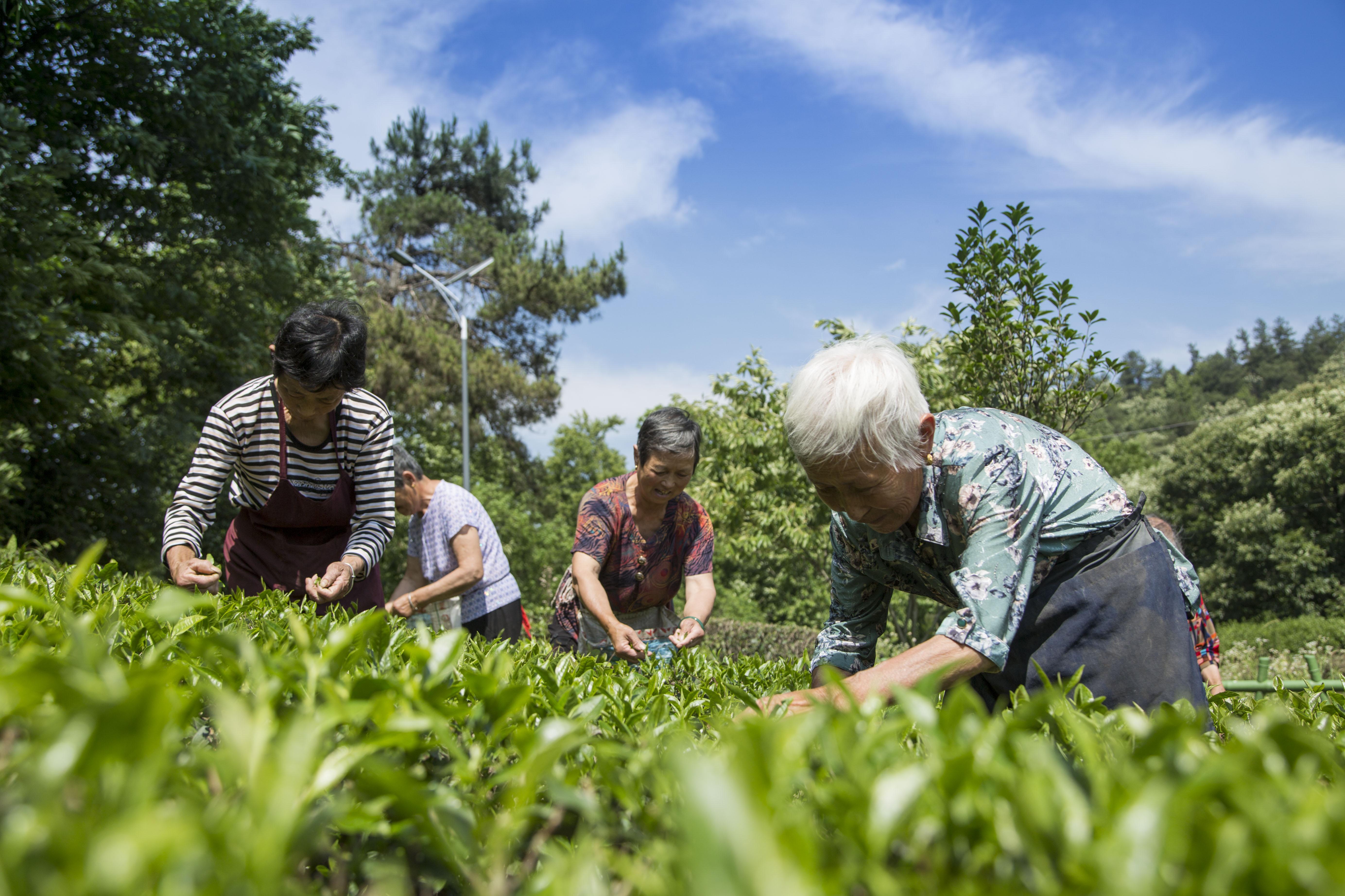 最新的十大绿茶排行榜深度解析